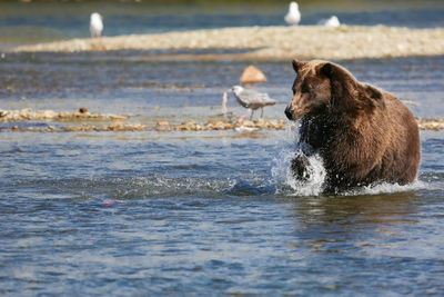 Alaskan brown bear fishing, seagull with fish in the background, moraine creek