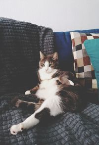 Portrait of cat relaxing on sofa at home