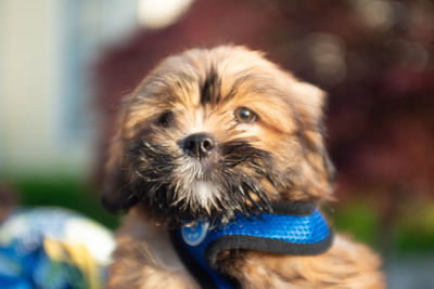 Close-up portrait of dog