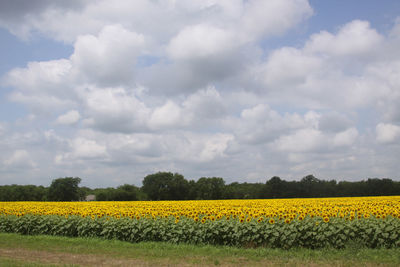 Scenic view of field against cloudy sky