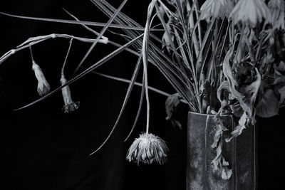 Close-up of spider web on plant