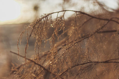 Close-up of frozen plant on field