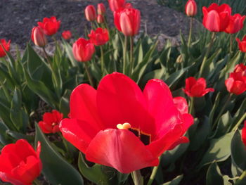 Close-up of red tulips blooming outdoors