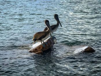 Duck swimming in sea