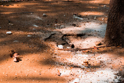 High angle view of crab in mud