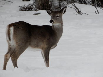 Deer standing on snow field during winter