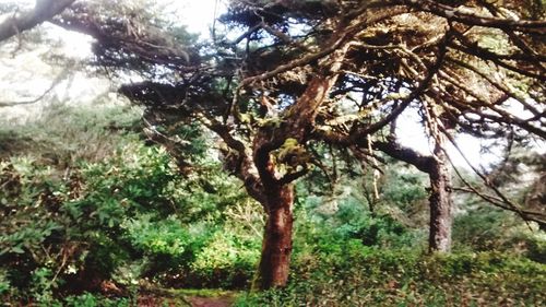 Low angle view of trees in forest