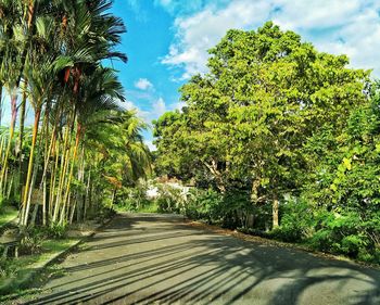 Road amidst trees against sky