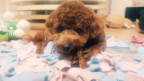 Portrait of dog relaxing on bed at home