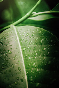 Close-up of raindrops on leaves