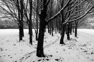 Bare trees on snow covered landscape