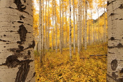 Leaves on tree trunk
