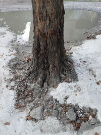 High angle view of tree trunk by lake