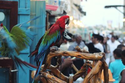 Close-up of two birds