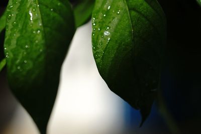 Close-up of wet plant leaves