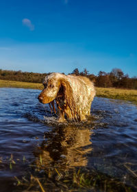 Dog in a lake