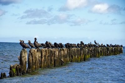 Birds perching on wooden post by sea against sky