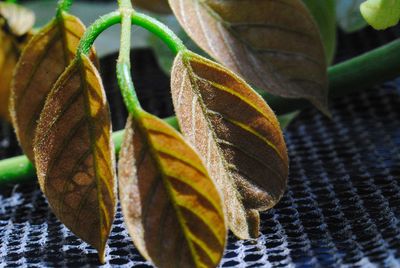 Close-up of autumnal leaves