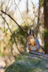 Close-up of squirrel on tree