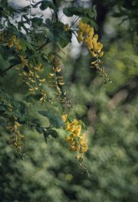 Close-up of yellow flowering plant