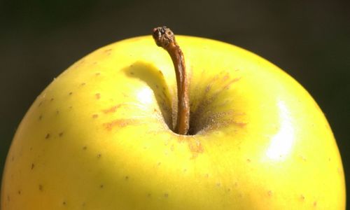 Close-up of yellow flower