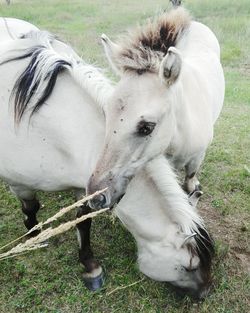 High angle view of foals on field