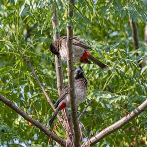 Bird perching on a tree