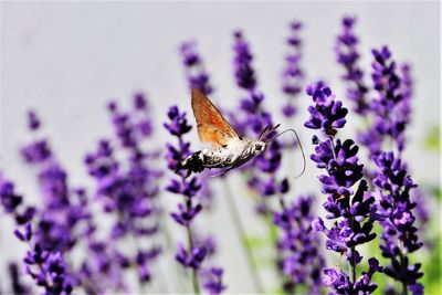 Close-up of butterfly on purple flower