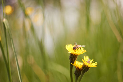 Close-up of insect pollinating on flower