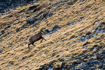 High angle view of an animal