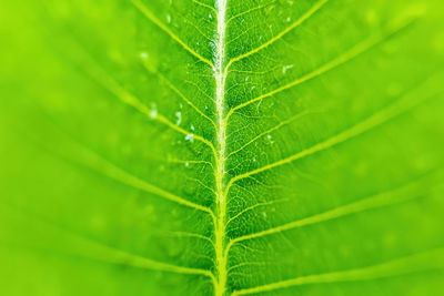 Close-up of raindrops on green leaves