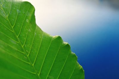 Low angle view of leaf on plant