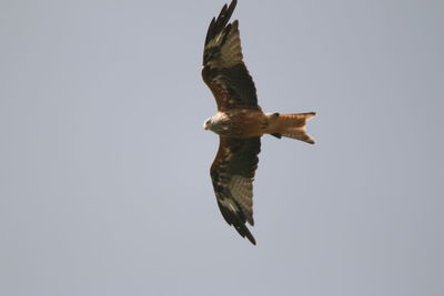 Low angle view of eagle flying in sky