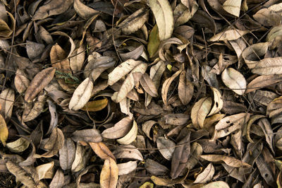 Full frame shot of dried leaves