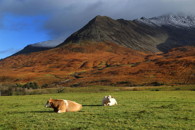 Cows on field against sky