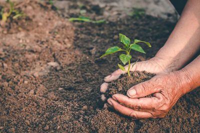 High angle view of woman hand holding plant