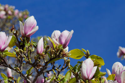 Close-up of pink flowering plant against sky