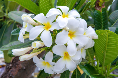 Close-up of white flowering plant