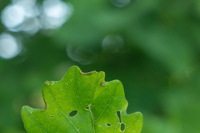 Close-up of fresh green leaves