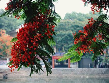 Close-up of red flowers