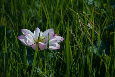 Close-up of flower blooming in field