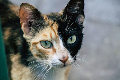 Close-up portrait of a cat