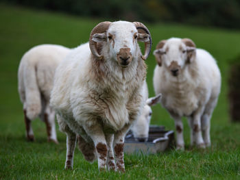 Portrait of sheep standing on field