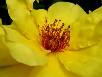 Close-up of yellow flowers blooming outdoors