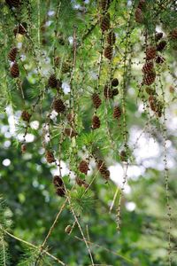 Close-up of plant