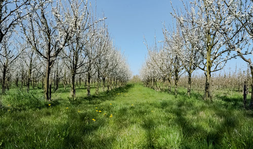 Trees on field against sky