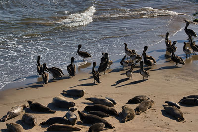 Seagulls on beach