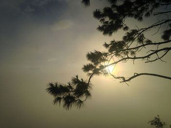 Low angle view of trees against sky at sunset