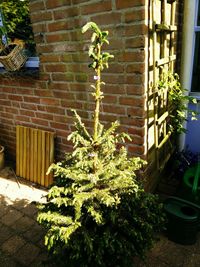 Plants growing in backyard