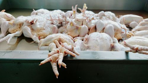 Close-up of white birds